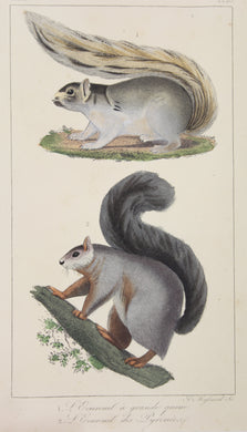 Animals, Squirrels by A Massard c1830