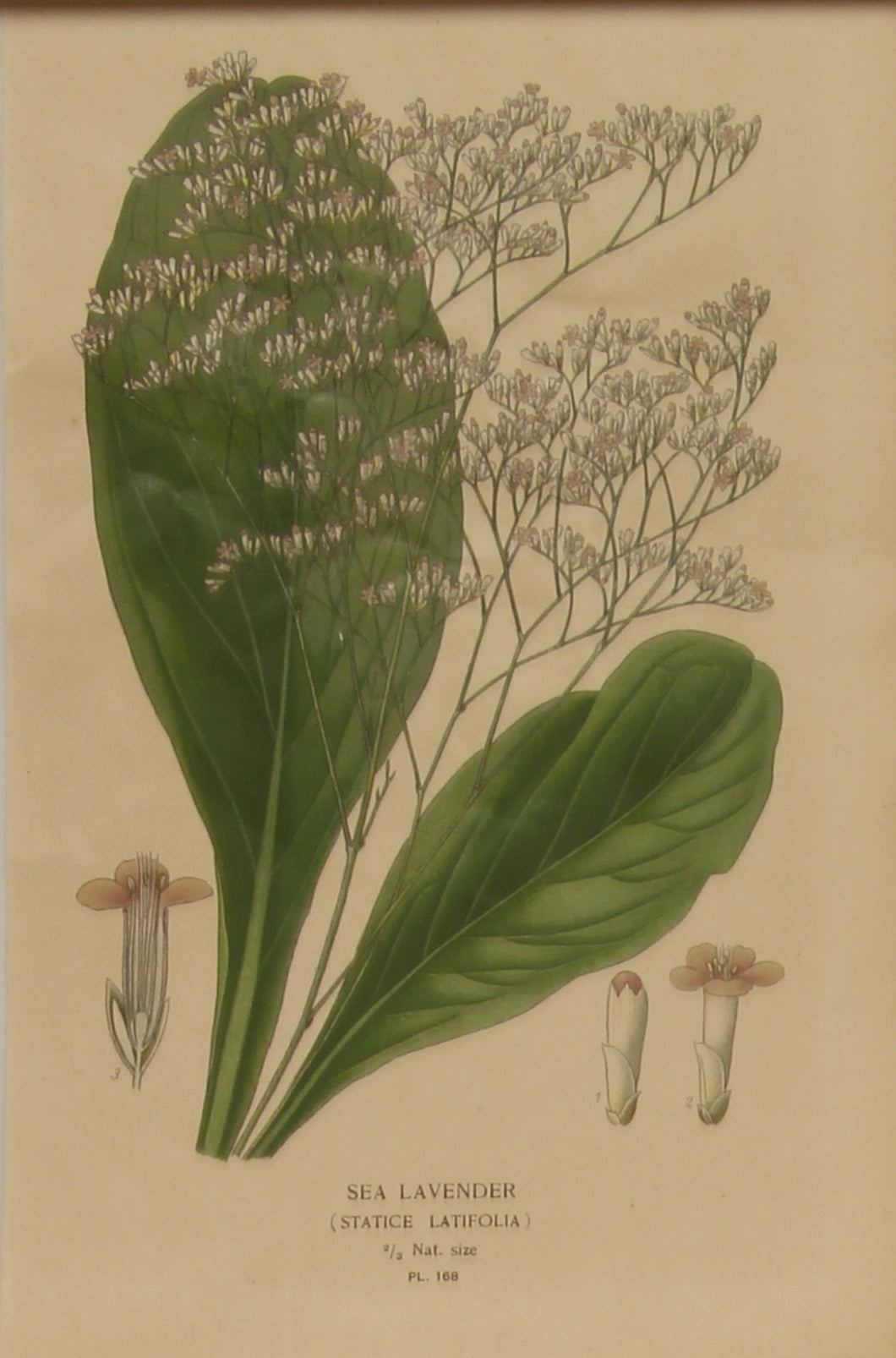 Botanical, Step Edward, Sea Lavender , 1896