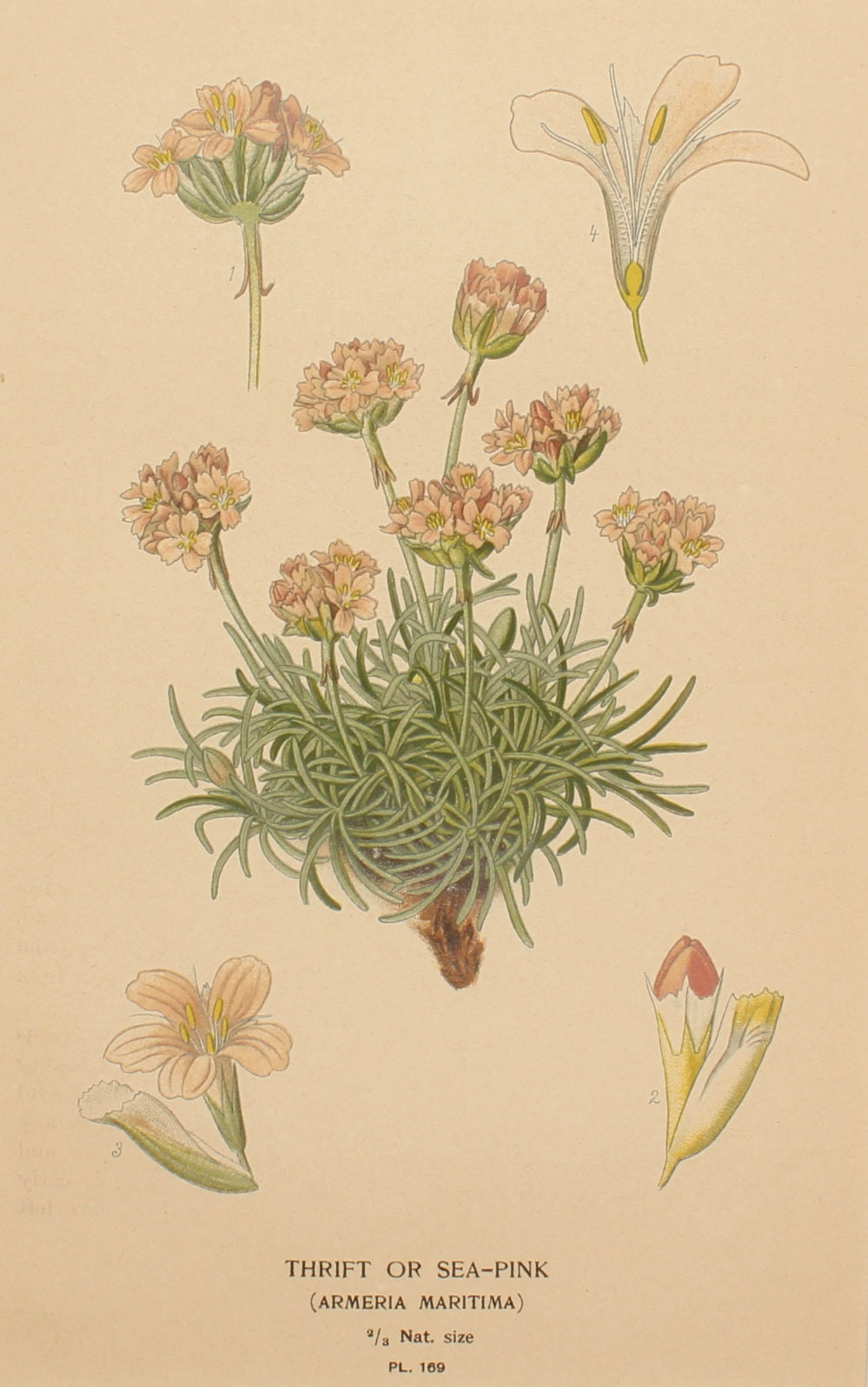 Botanical, Step Edward, Thrift , 1896