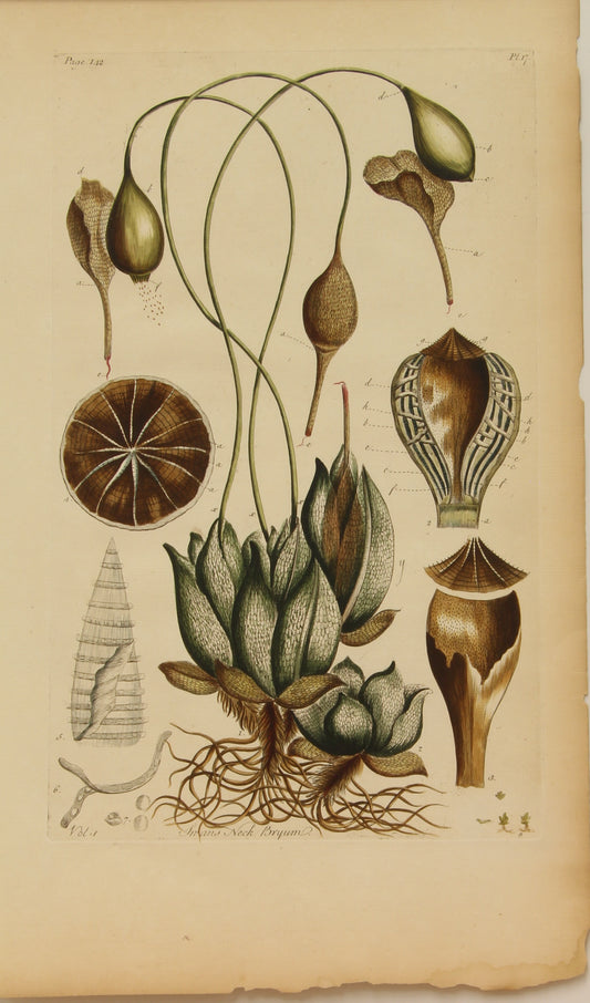 Botanical, Hill Sir John, Swans Neck Bryum, The Vegetable System, London: 1770-1775.