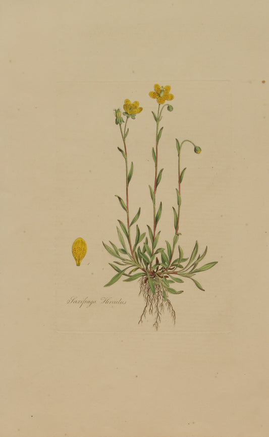 Botanical, Curtis William, Taxifraga Hirculus, Flora Londinensis, c1817