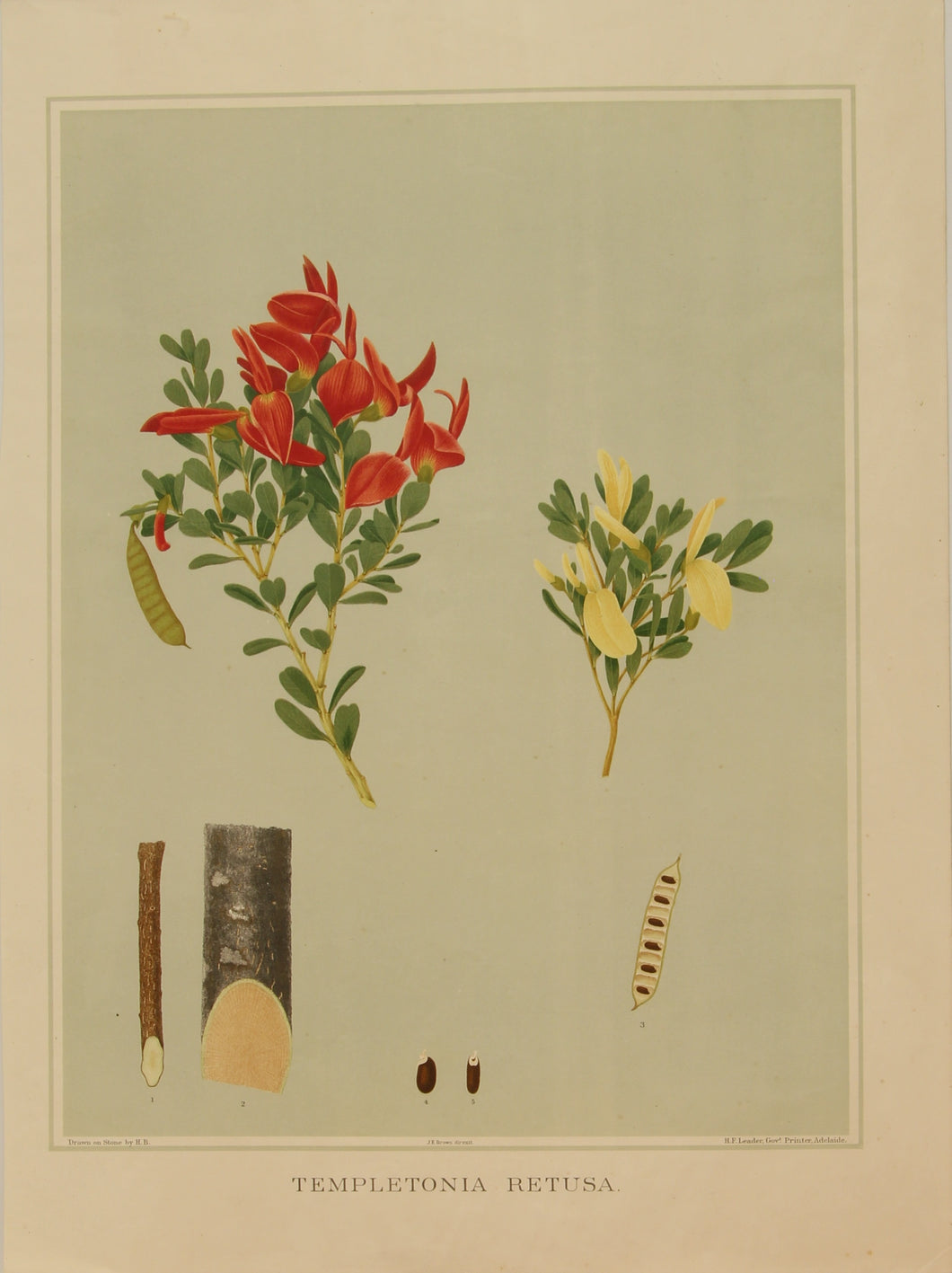Botanical, Brown John Ednie, Templetonia Retusa, chromolithograph, 1882-1890