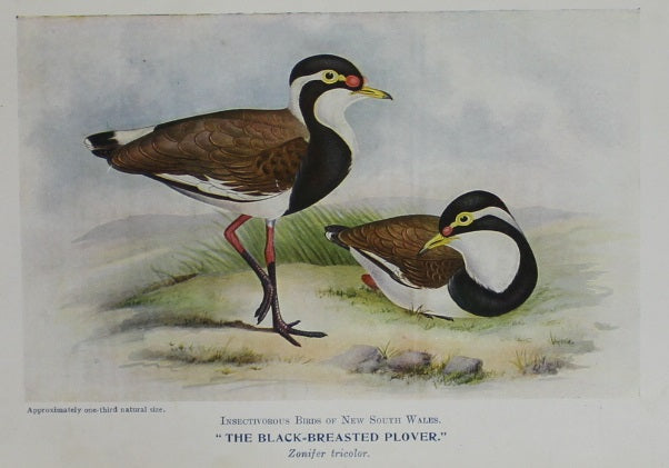Bird, North Alfred John, Black Breasted Plover, 1921