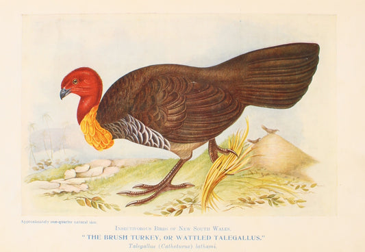 Bird, North Alfred John, Brush Turkey, Insectivorous Birds of NSW, 1896-7