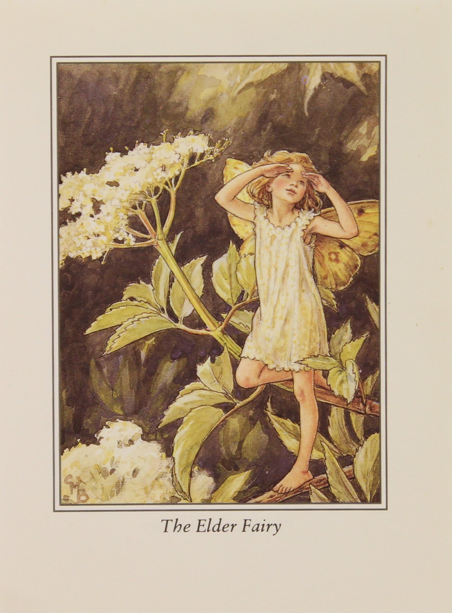 Storytime, Barker Cicely Mary, The Elder Fairy, Flower Fairies of the Trees, c1940