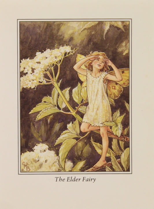 Storytime, Barker Cicely Mary, The Elder Fairy, Flower Fairies of the Trees, c1940