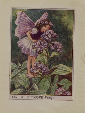 Storytime, Barker Cecily Mary, The Heliotrope Fairy,  Flower Fairies of the Garden, c1920