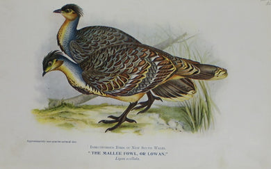Bird, North Alfred John, Mallee Fowl, Insectivorous Birds of NSW,1921