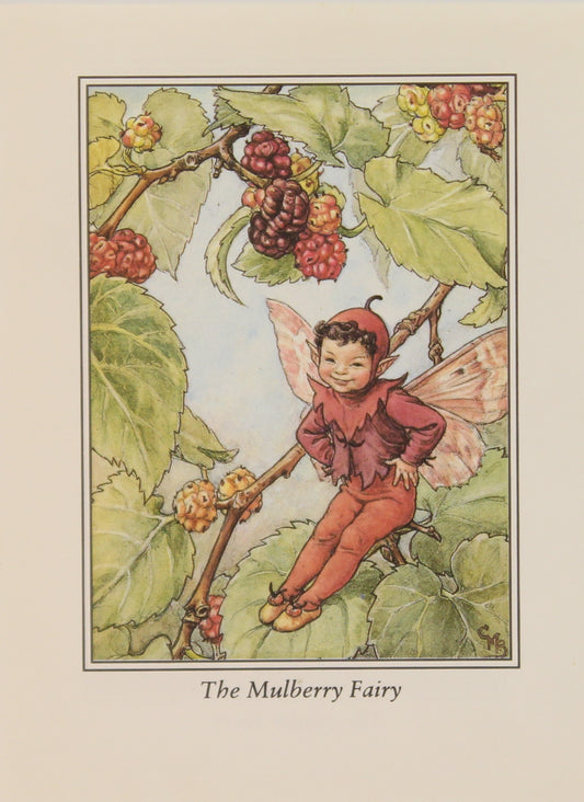 Storytime, Barker Cicely Mary, The Mulberry Fairy, Flower Fairies of the Trees, c1940