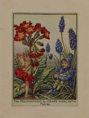 Storytime, Barker, Cicily, Mary,  The Polyanthus & Grape Hyacinth Fairies, Fairies of the Garden, c1920