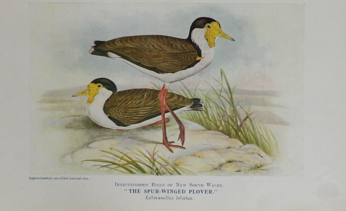 Bird, Spur Winged Plover, North, Alfred John,1921