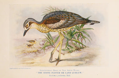 Bird, North Alfred John, Land Curlew or Stone Plover, Insectivorous Birds of NSW, 1896-7