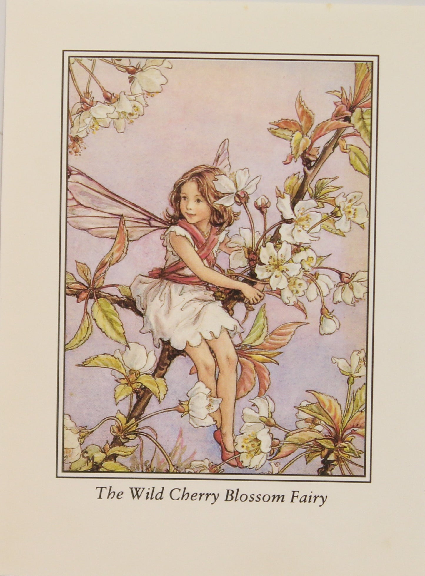 Storytime, Barker Cicely Mary, The Wild Cherry Blossom Fairy, Flower Fairies of the Trees, c1940