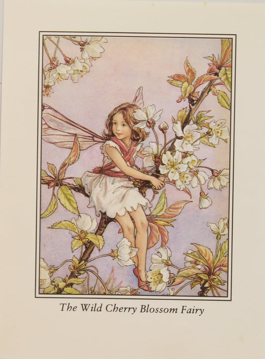 Storytime, Barker Cicely Mary, The Wild Cherry Blossom Fairy, Flower Fairies of the Trees, c1940