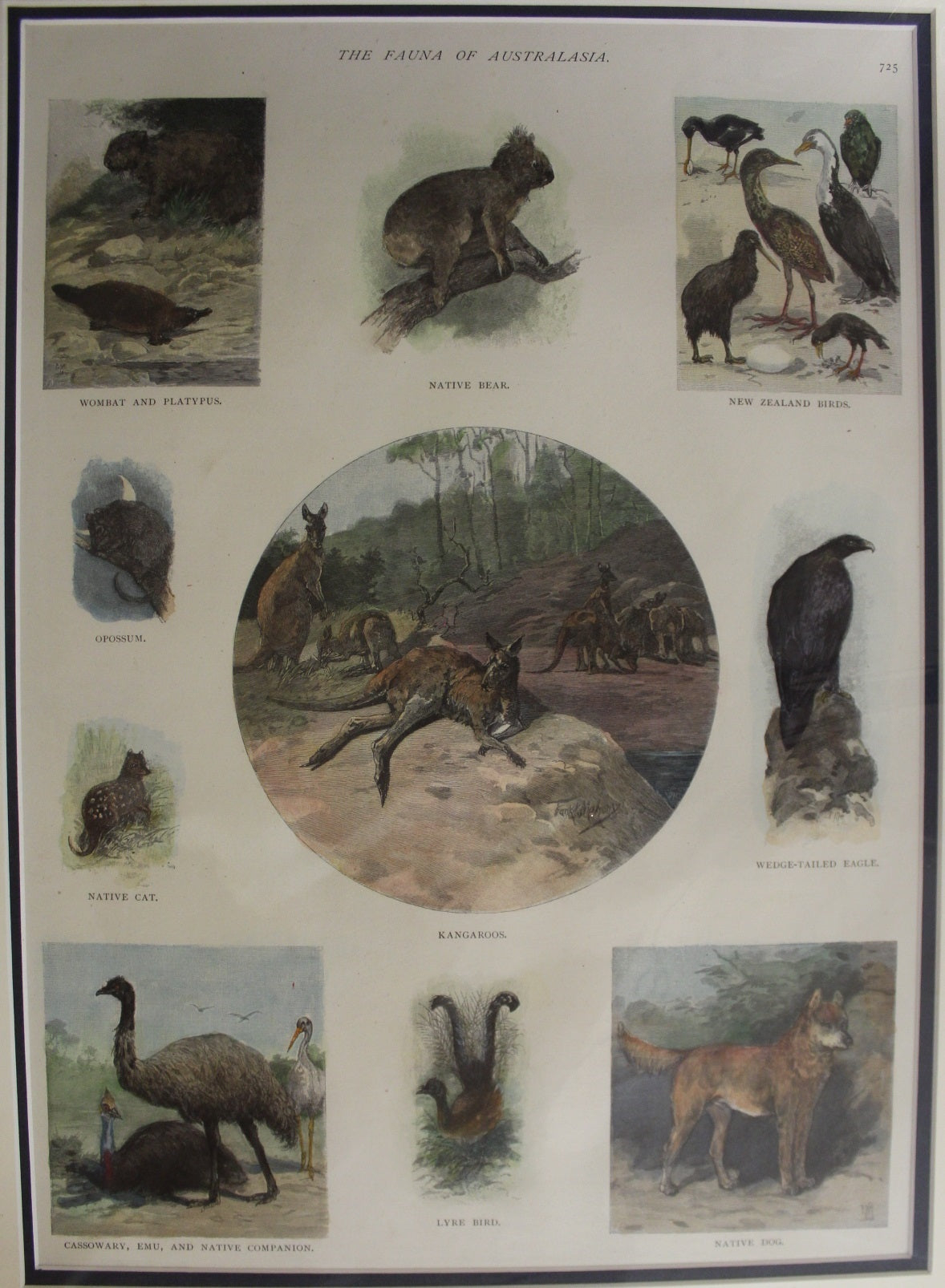 Australia, The Fauna of Australia