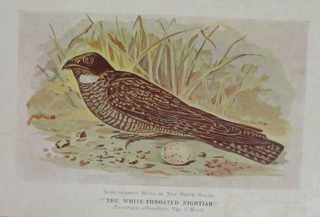Bird, White Throated Nightjar, North, Alfred John,1921