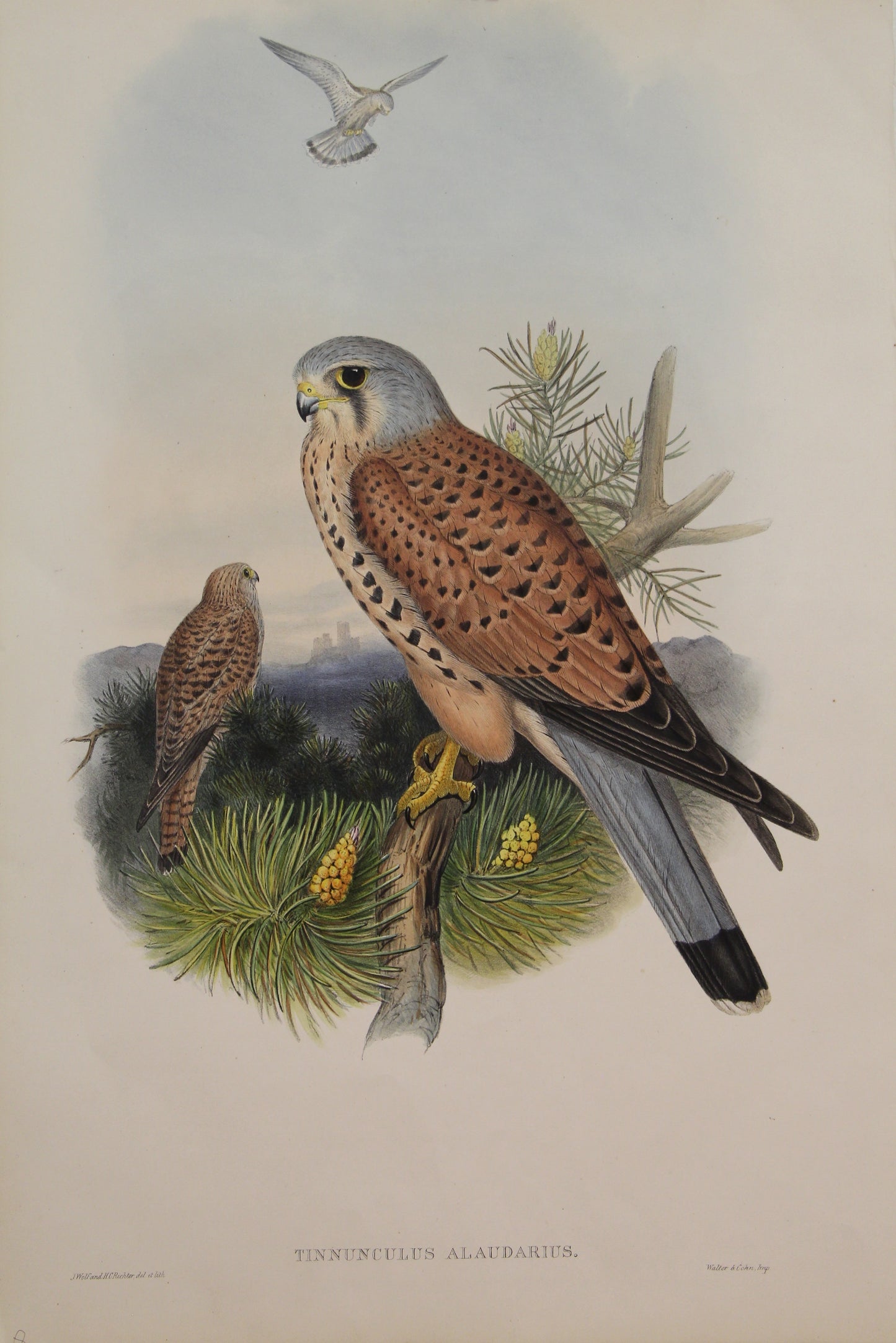 Bird, Gould John, Tinnunculus Alaudarius, 1862-1873