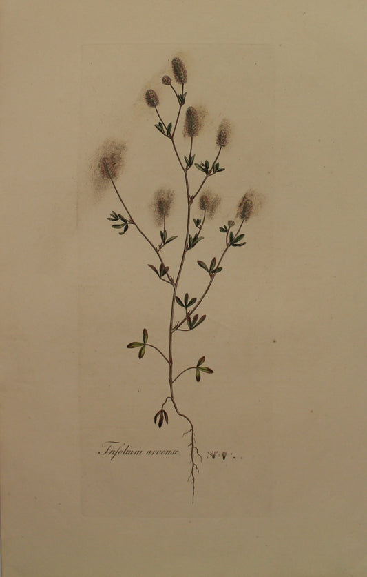 Botanical, Curtis William, Trifolium Arvense, Hares-Foot Trefoil, Flora Londonensis, c1817
