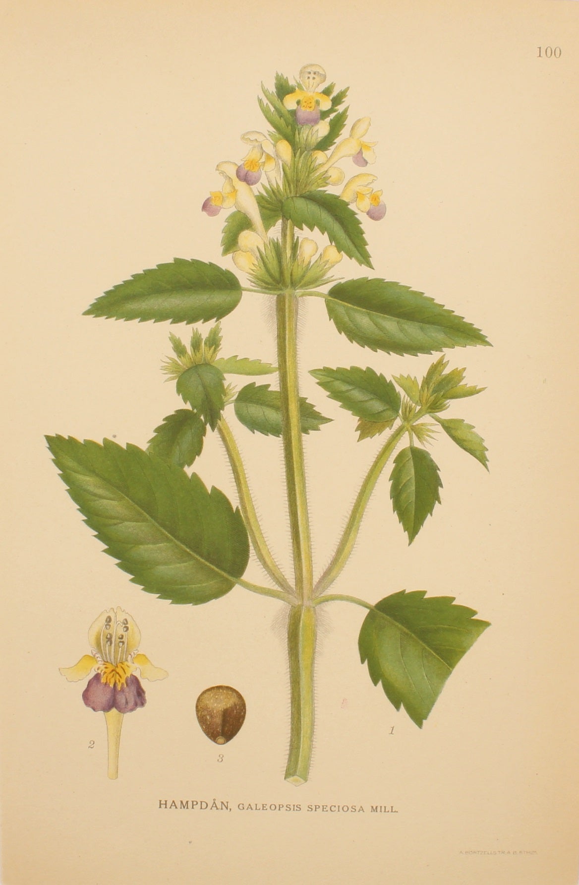 Botanical, Linderman for Linderman's Botanical Register, Vattenklover, Marsh Clover, Plate 79, 1922