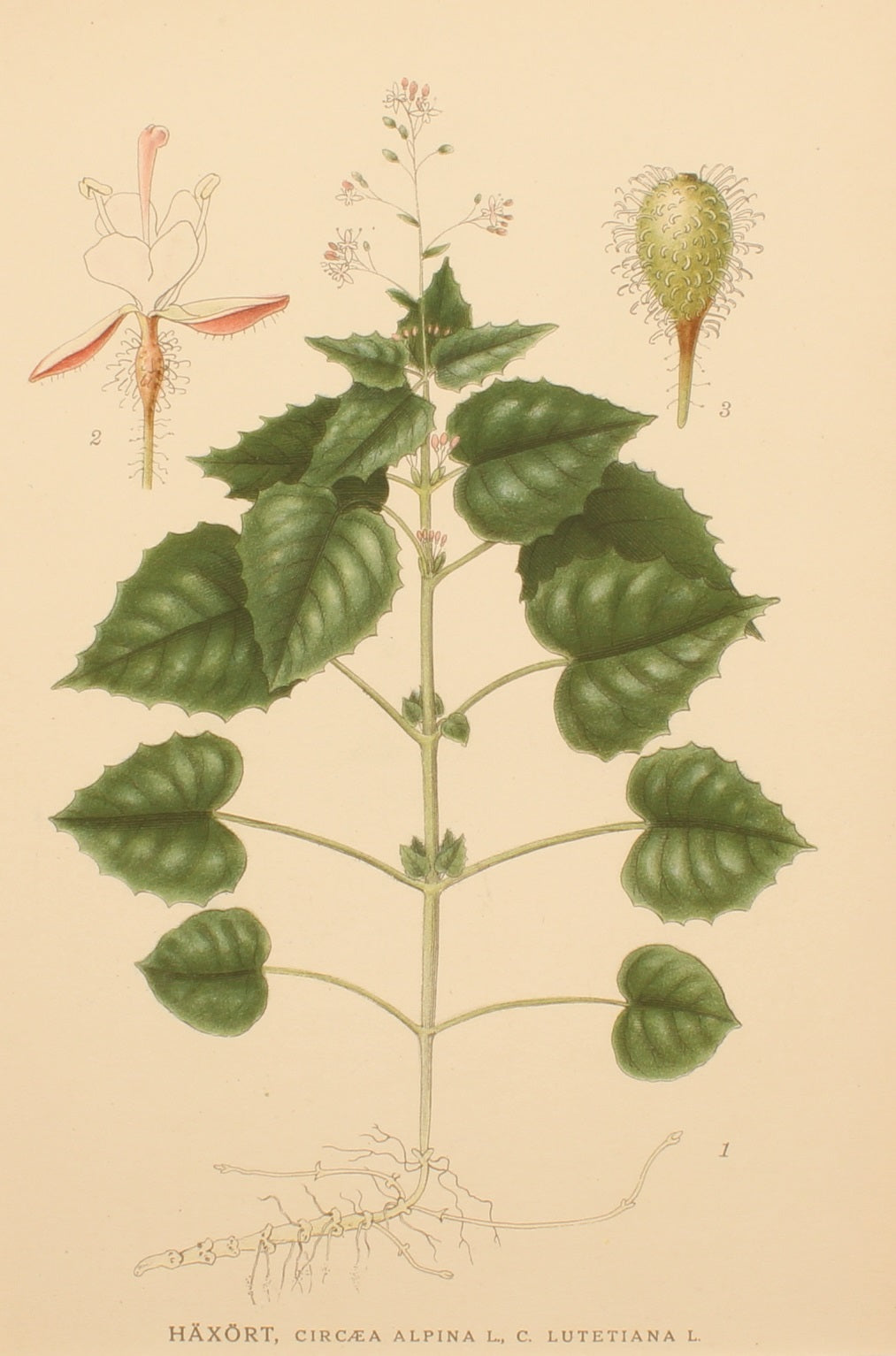 Botanical, Linderman for Linderman's Botanical Register, Haxort, Alpine Enchanters Nightshade, Plate 108, Hampdan, 1922