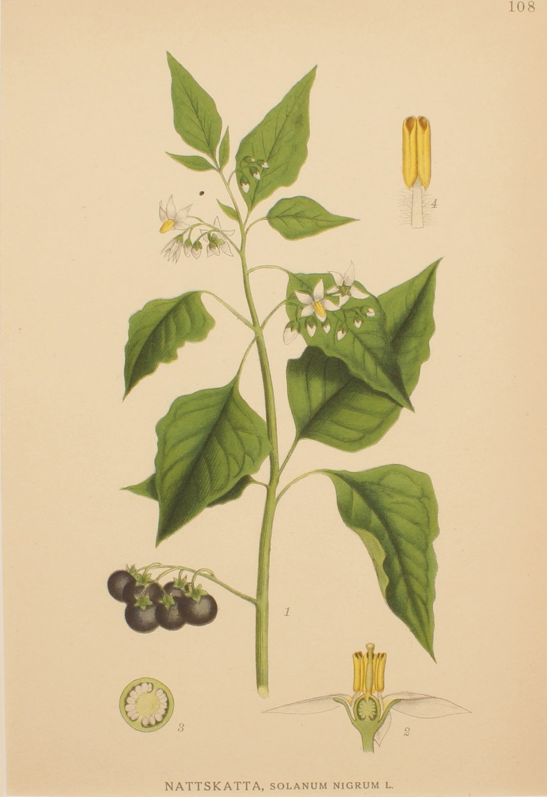 Botanical, Linderman for Linderman's Botanical Register, Nattskatta, Black Nightshade, Plate 108, Hampdan, 1922
