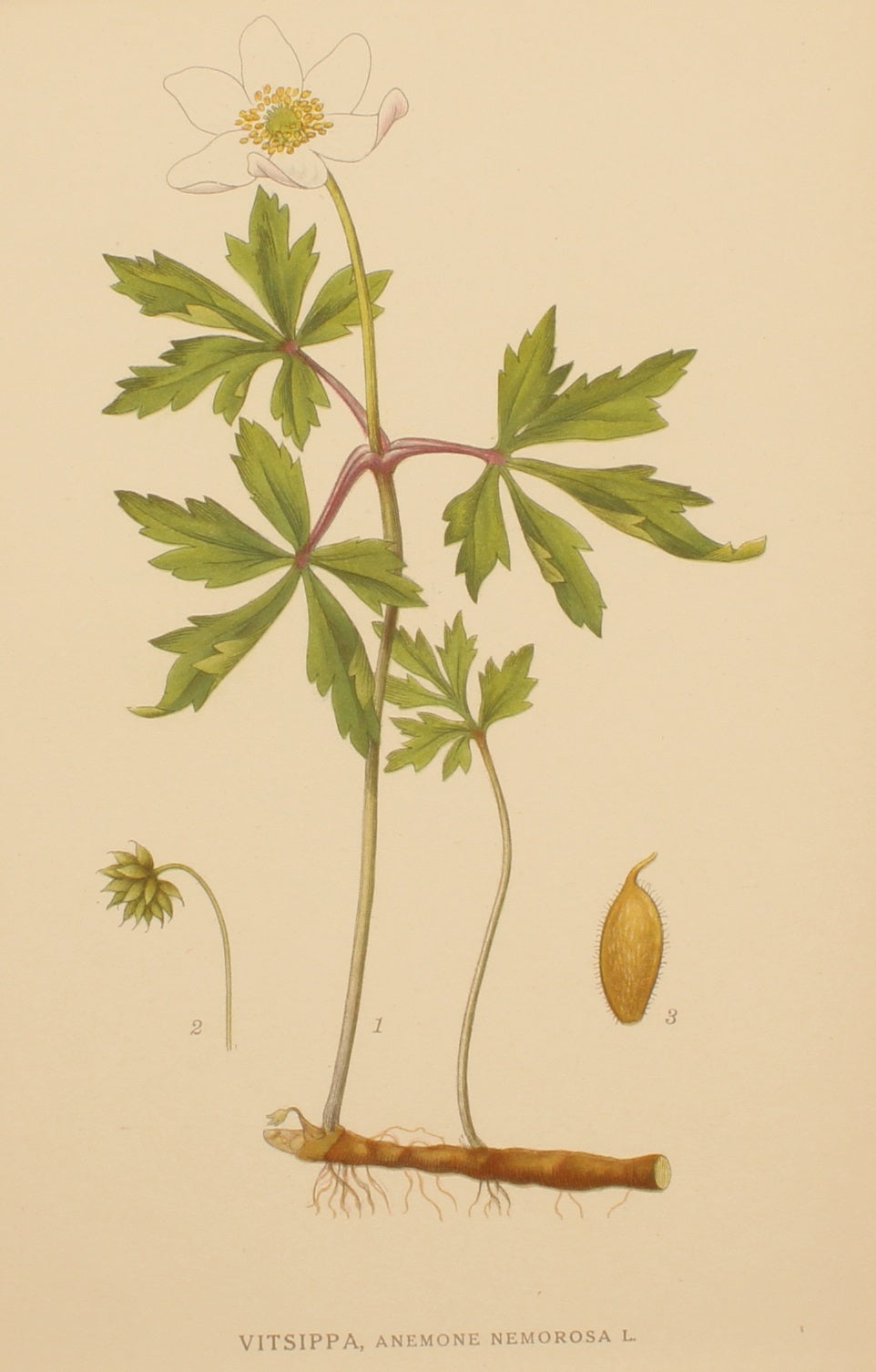 Botanical, Linderman for Linderman's Botanical Register, Vitsippa, Wood Anenome, Plate 170, 1922