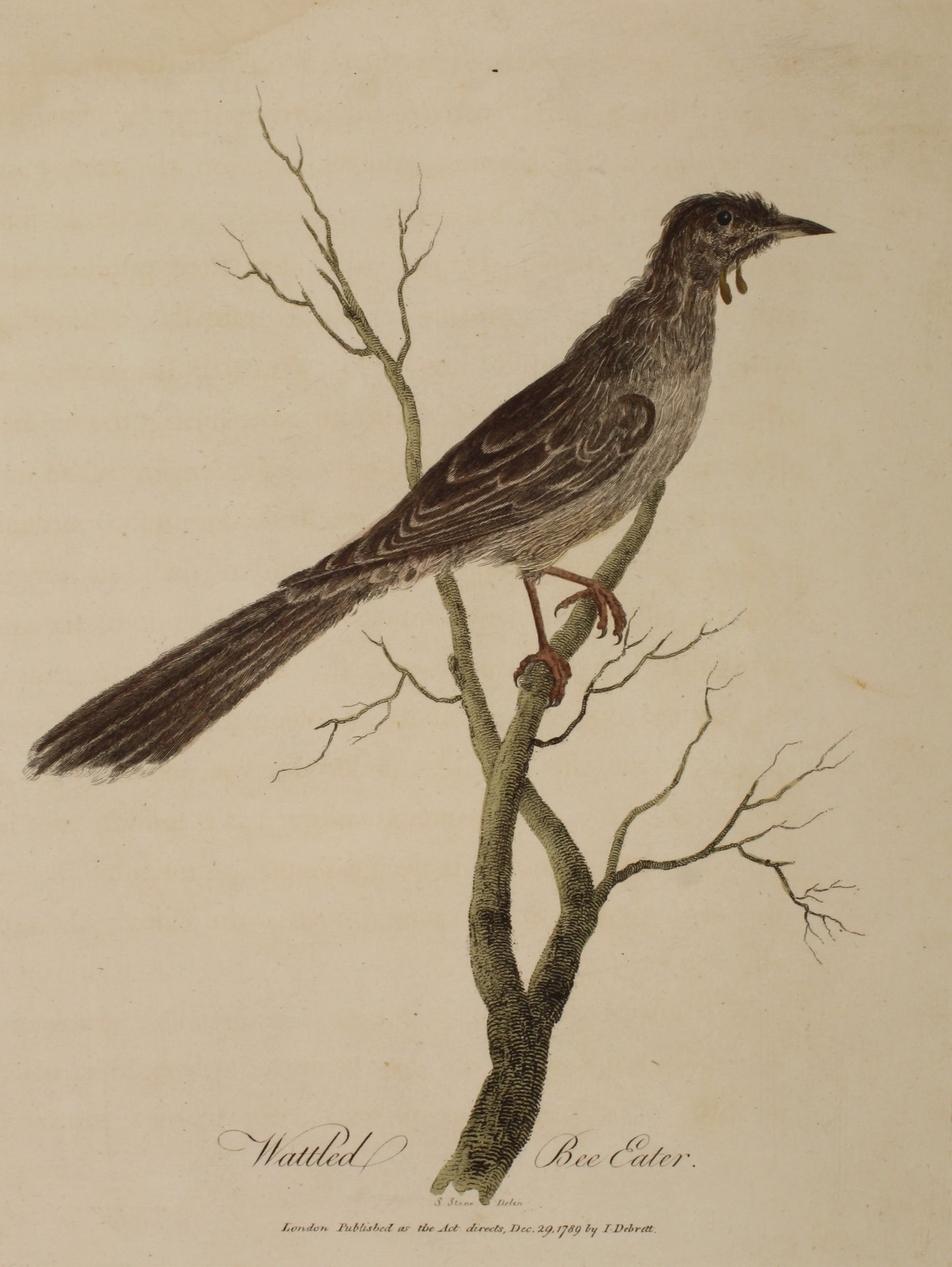 Bird, White, John, Wattled Bee Eater, 1789