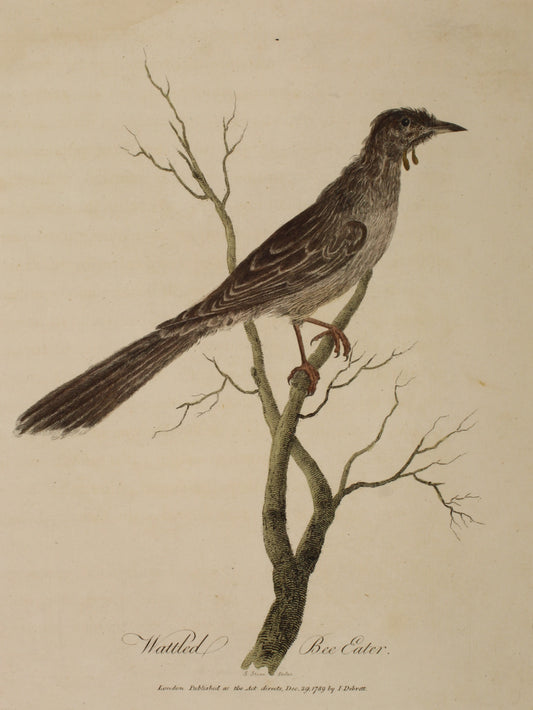 Bird, White, John, Wattled Bee Eater, 1789