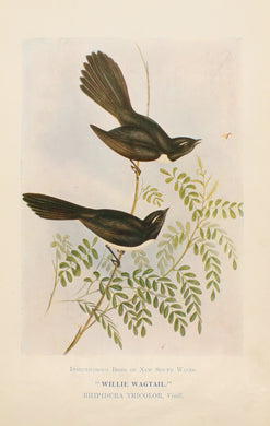 Bird, North Alfred John, Willy Wagtail, Insectivorous Birds of NSW, 1896-7