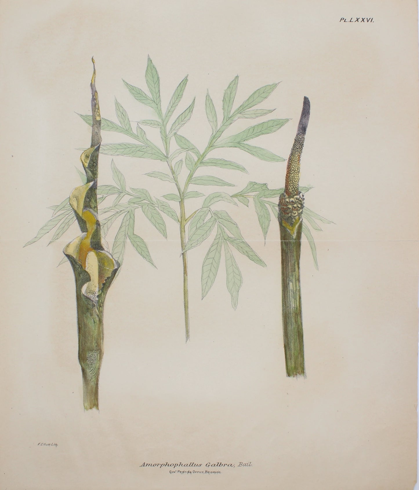 Botanical, Amorphophallus by Frederick Manson Bailey