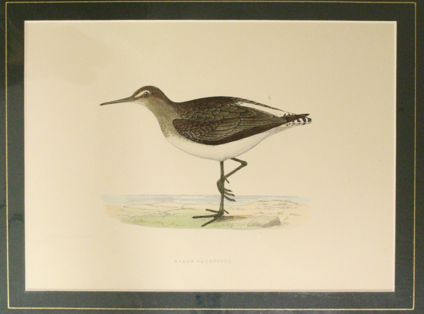 Bird: Morris, Rev Francis Orpen, Green Sandpiper, c1870, Matted