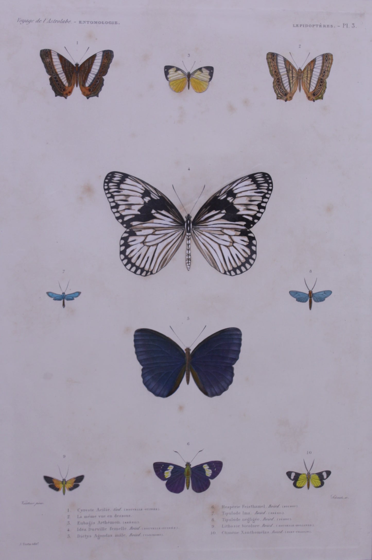 Insects, Butterflies, Voyage de L' Astrolabe, Plate 3, prints on demand