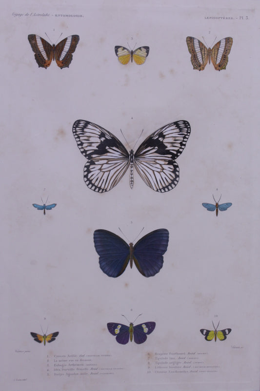Insects, Butterflies, Voyage de L' Astrolabe, Plate 3, prints on demand