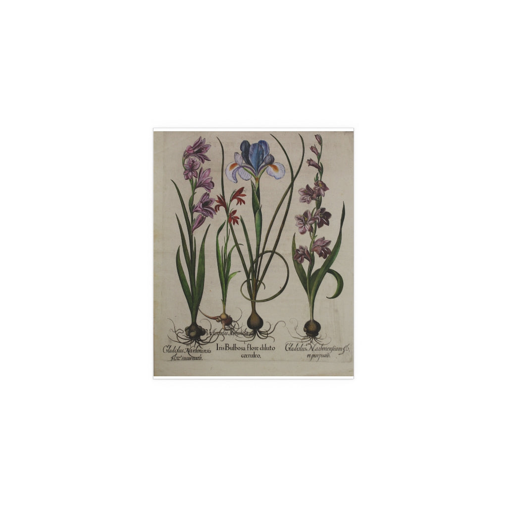 Iris Silk Posters