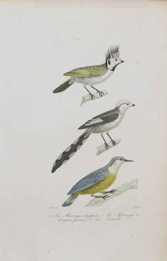 Bird: de Buffon,  Birds by George-Louis Leclerc Comte de Buffon, c 1789