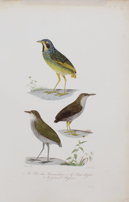 Bird: de Buffon,  Birds by George-Louis Leclerc Comte de Buffon, c 1789