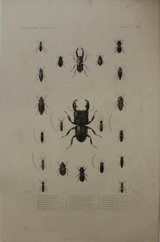 ASTROLABE Insects Entamologie Plate 6 TATSU J. Paris, Copperplate Engraving 1826-1829 Australia NZ